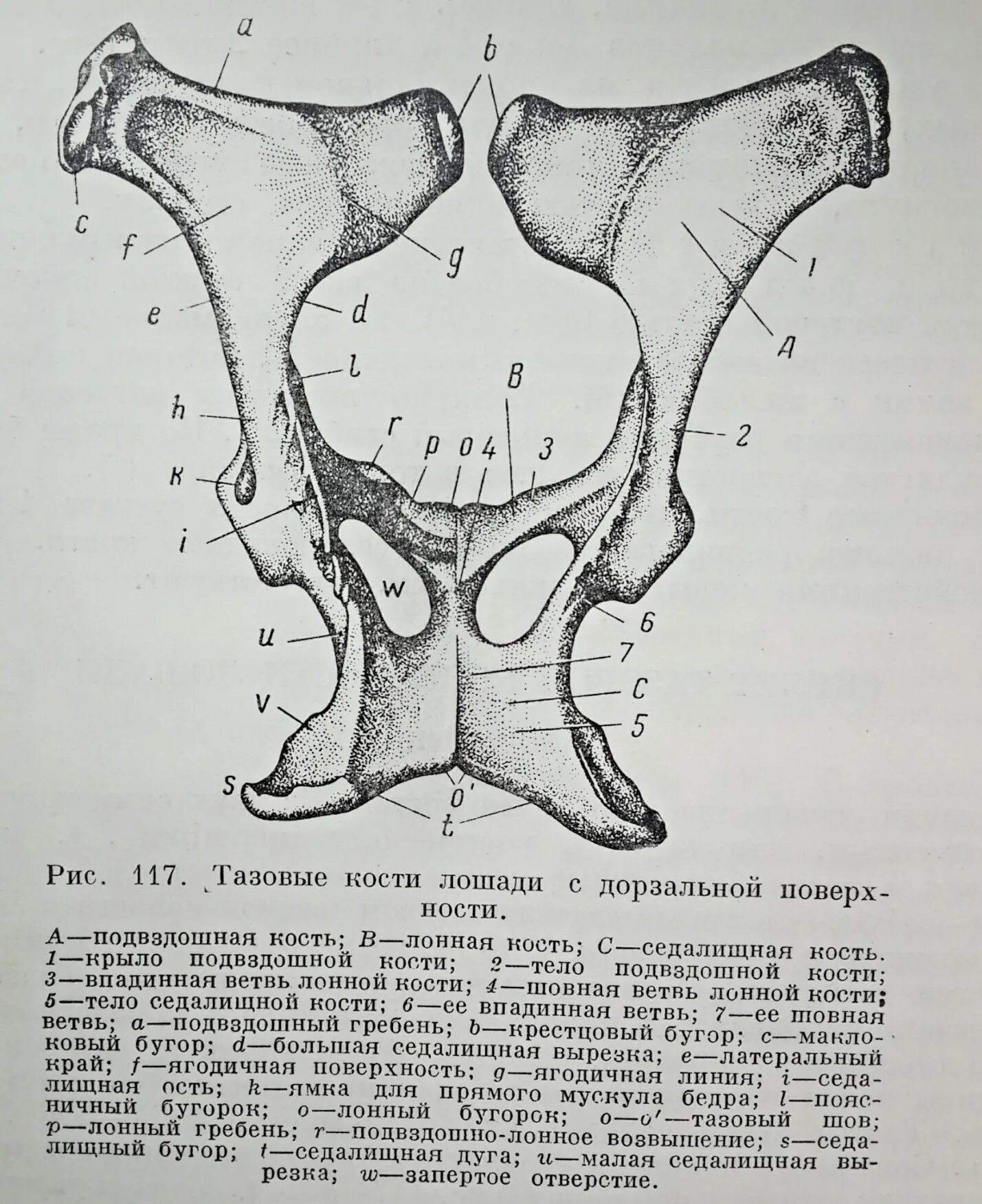 Берцовая и подвздошная кость. Подвздошная кость анатомия. Лобковая и лонная кость. Лонная кость КРС. Лонная кость строение анатомия.