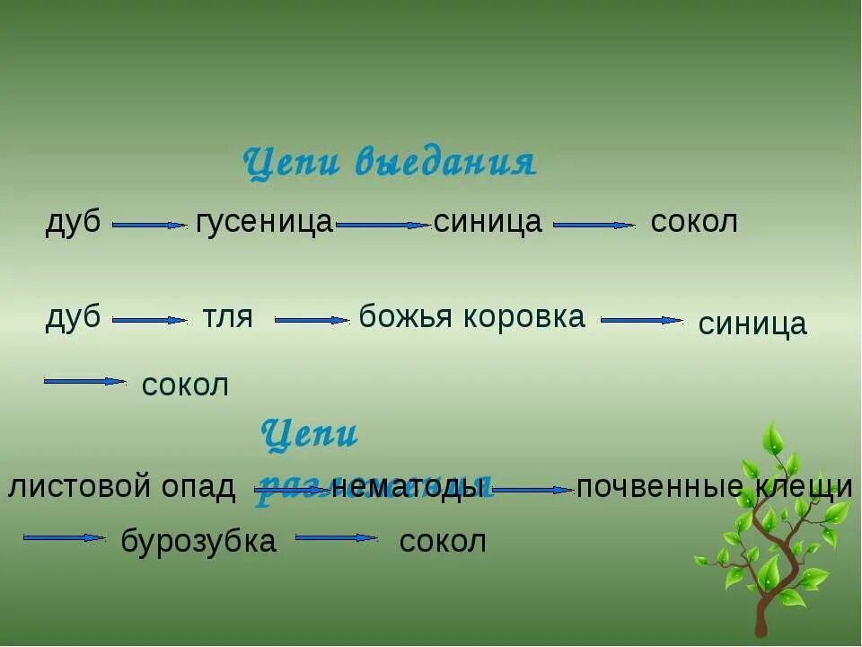 Составьте 10 цепей питания. Цепь питания выедания. Пищевая цепь цепь выедания цепь разложения. Цепочка питания выедания. Что такое цепь выедания биология 5 класс.