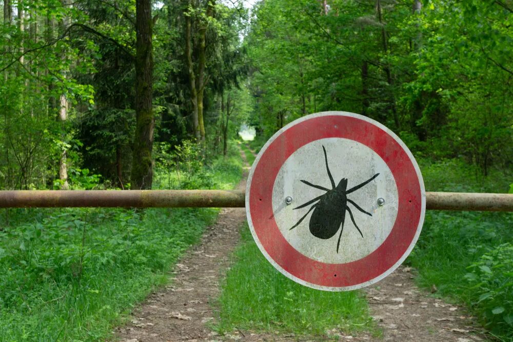 Клещи в хвойном лесу. Клещи в лесу. Клещи на траве. Клещи в природе. Клещи в лесах.