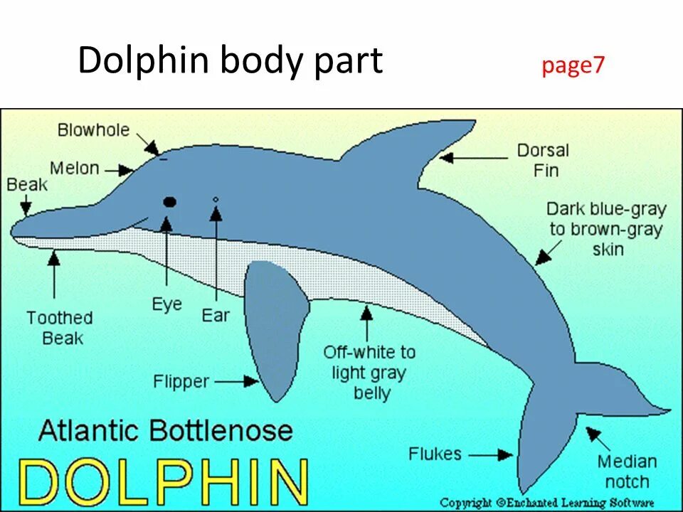 Whales are than dolphins