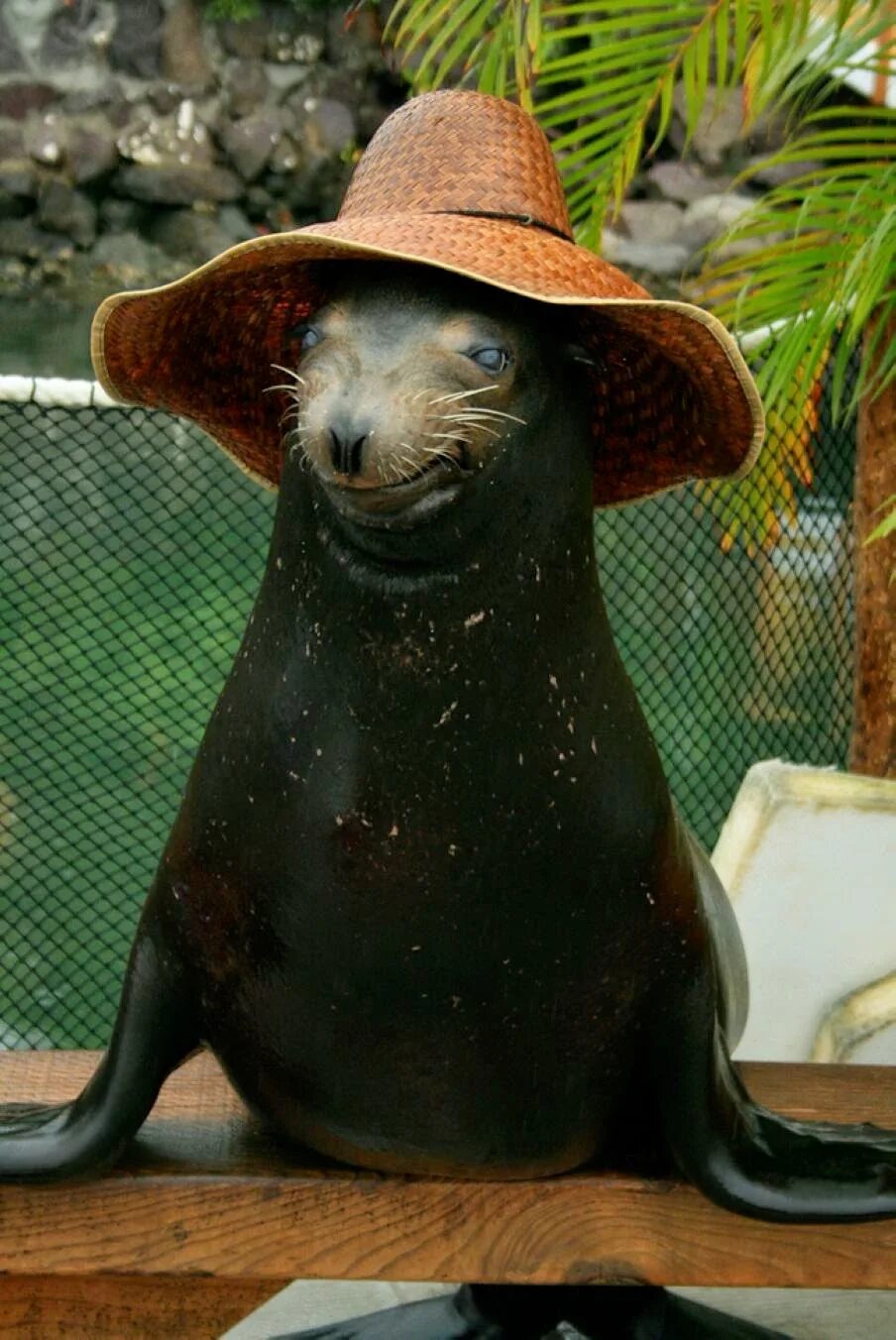 Животные шляпа. Животные в шляпах. Животное в шляпе. Морской котик со шляпой. Животные в мексиканской шляпе.