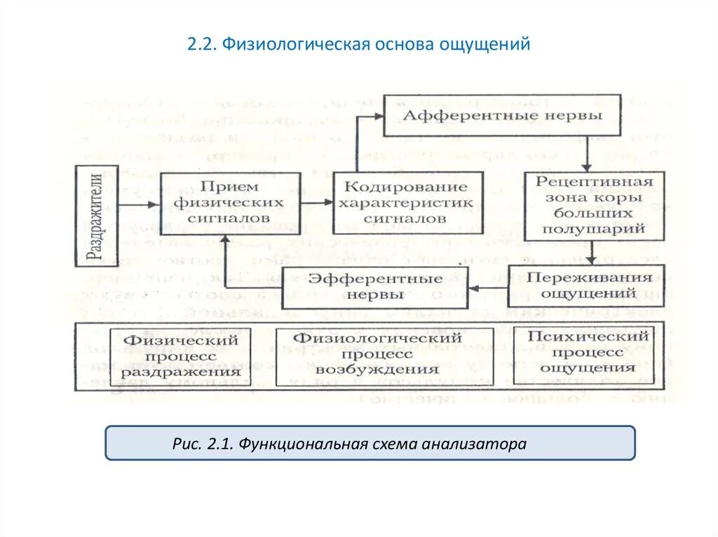 Физиологические основы процесса. Физиологическая основа процесса ощущения. Физиологические основы ощущений схема. Физиологическая основа ощущений в психологии. Анализатор- физиологическая основа ощущений.