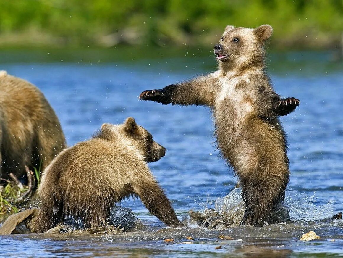 Медведь. Смешной Медвежонок. Бурый медведь. Красивый медведь.