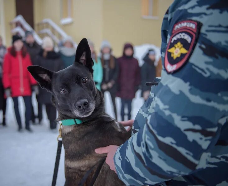 Кинологическая служба россии. Кинологический центр. Кинологический центр ФТС России. Кинологическая служба ФСИН России. Кинологические службы в Мурманской области.