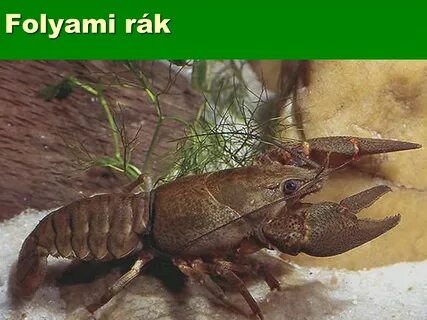 Широкопалый Речной