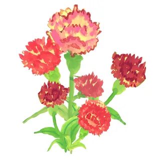 How to Draw a Carnation Flower - An Easy Carnation Sketch