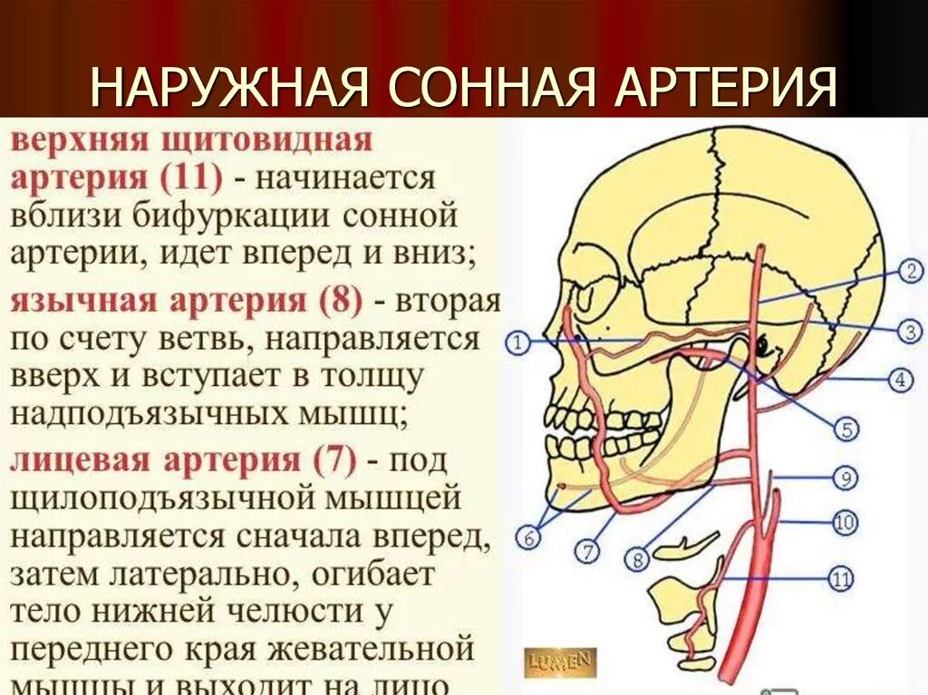 Где находится зона артерия. Где находится Сонная артерия у человека. Сонная артерия на шее расположение. Где находится общая сонная артерия