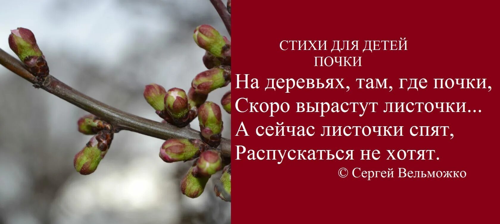 Вырастет и распустится. Почки на деревьях для детей. Почки на деревьях весной. Стих про деревья весной для детей. Распускаются почки на деревьях.