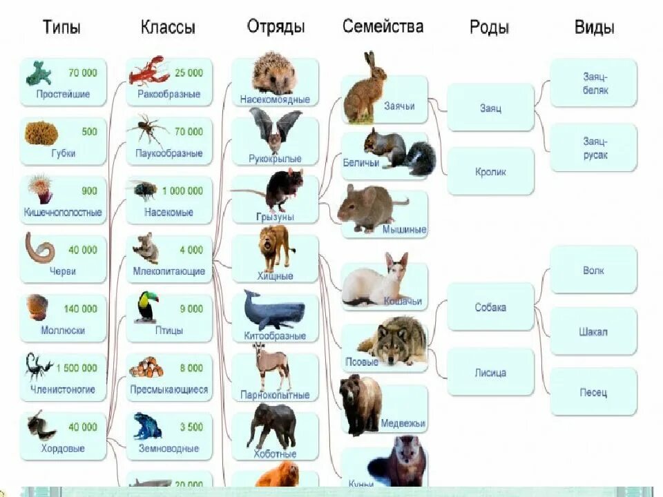 Многообразие организмов и их классификация. Царство, Тип, класс, отряд, семейство, род, ви. Класс отряд семейство род вид. Семейство класс вид Тип отряд. Царство животных типы классы отряды семейства.