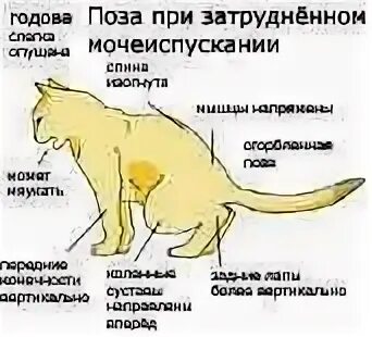 Как понять что кот заболел. Моча кота с мочекаменной болезнью. Поза мочеиспускания у кошек. Правильная поза кота при мочеиспускании. Признаки мкб у котов.