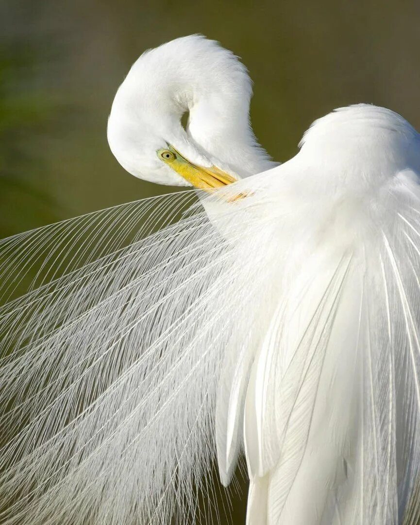Огромные белые птицы. Белая цапля Флорида. Белая хохлатая цапля. Красивые птицы. Грациозные птицы.