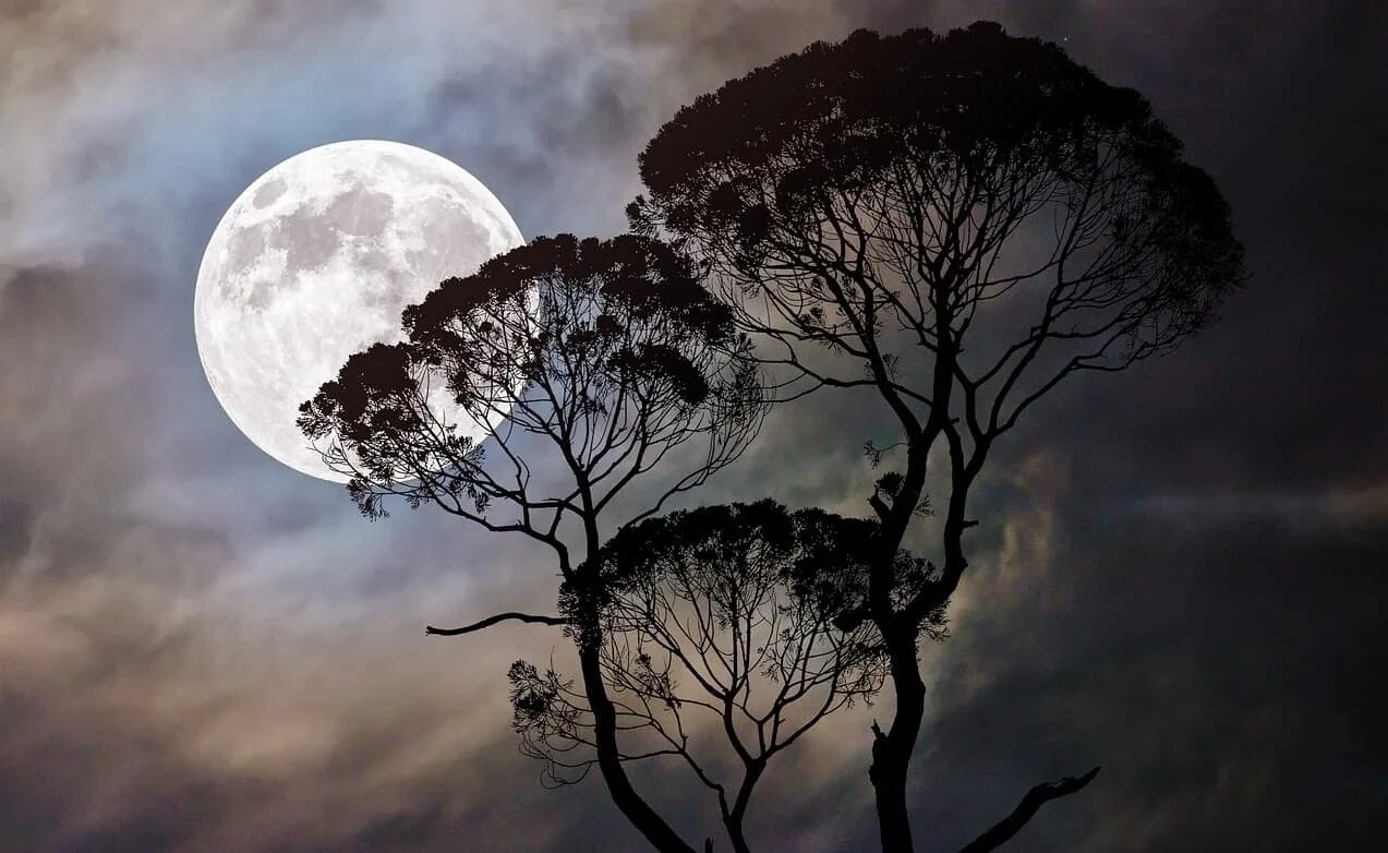 Луна сквозь деревья. Лунные деревья. Дерево в лунном свете. Ночь Луна дерево. Лунный пейзаж.
