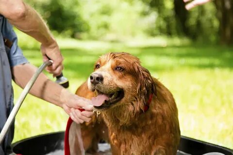 Keeping pets listen