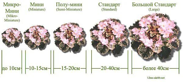 Какой размер горшка для фиалок. Классификация фиалок по размеру розетки. Фиалка полумини размер розетки. Фиалка стандарт размер сорта. Размер розетки фиалки стандарт.