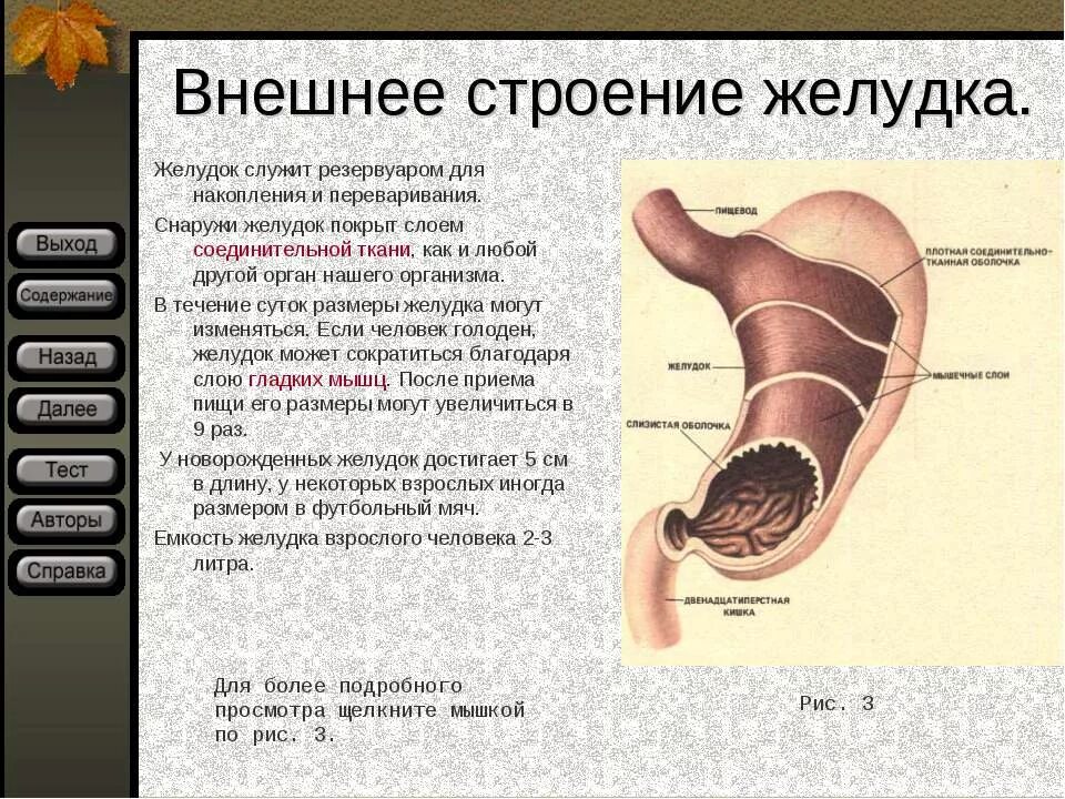 Внешнее строение желудка. Строение желудка анатомия. Желудок строение и функции. Внешнее и внутреннее строение желудка.