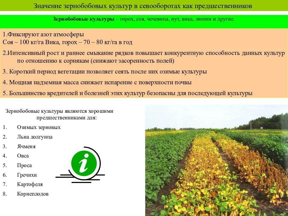 Составить сх. Севооборот озимой пшеницы. Возделывание сельскохозяйственных культур. Севообороты в сельском хозяйстве. Севооборот с зернобобовыми культурами.