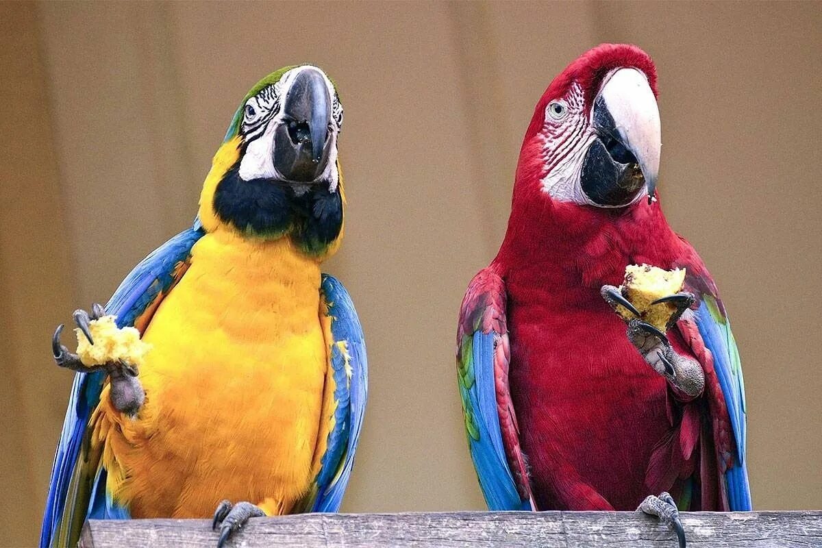 Parrots names. Попугай породы ара. 2 Попугая ара. Какаду и ара. Попугай жако.