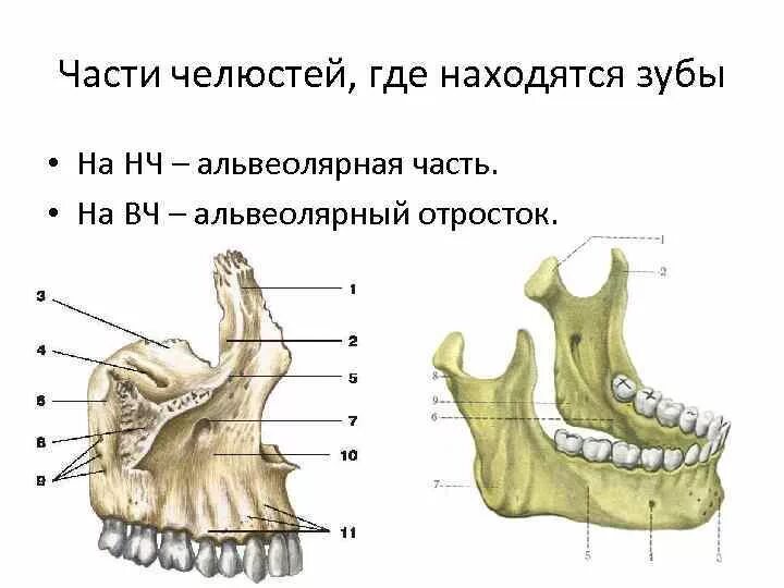 Альвеолярный отросток верхней челюсти анатомия. Альвеолярный отросток нижней челюсти. Альвеолярный гребень верхней челюсти. Нижняя и верхняя челюсть альвеолярный отросток и альвеолярная часть.