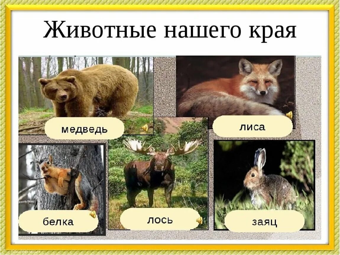 Какие животные нашего края. Животные нашего края. животные мордовии. животные лесов мордовии. дикие животные нашего края.