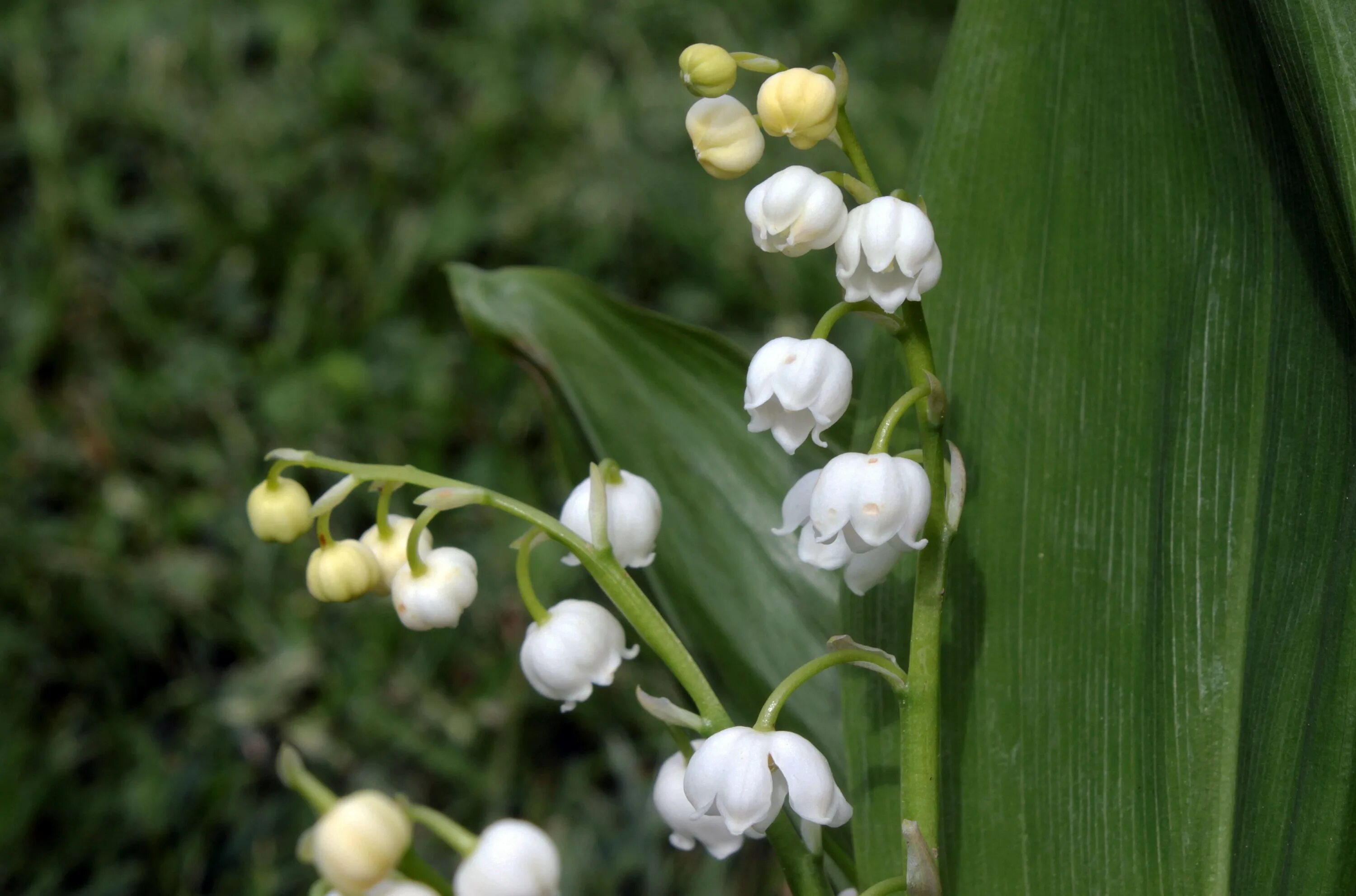 Солнце теплое душистого ландыша. Ландыш Convallaria Majalis. Ландыш Майский соцветие. Ландыш Майский (Convallaria Majalis) Albostriata. Ландыш Закавказский Convallaria transcaucasica.