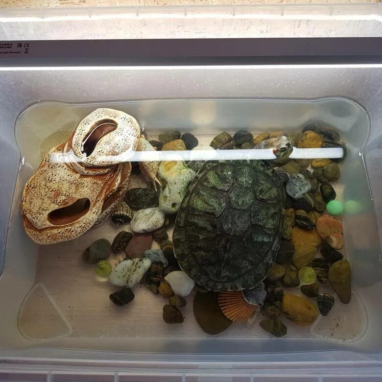 Сколько раз в день кормят черепах. Красноухая черепаха в домашних. Корм для красноухой черепахи. Корм для черепашек красноухих. Корма для черепахи красноухой.