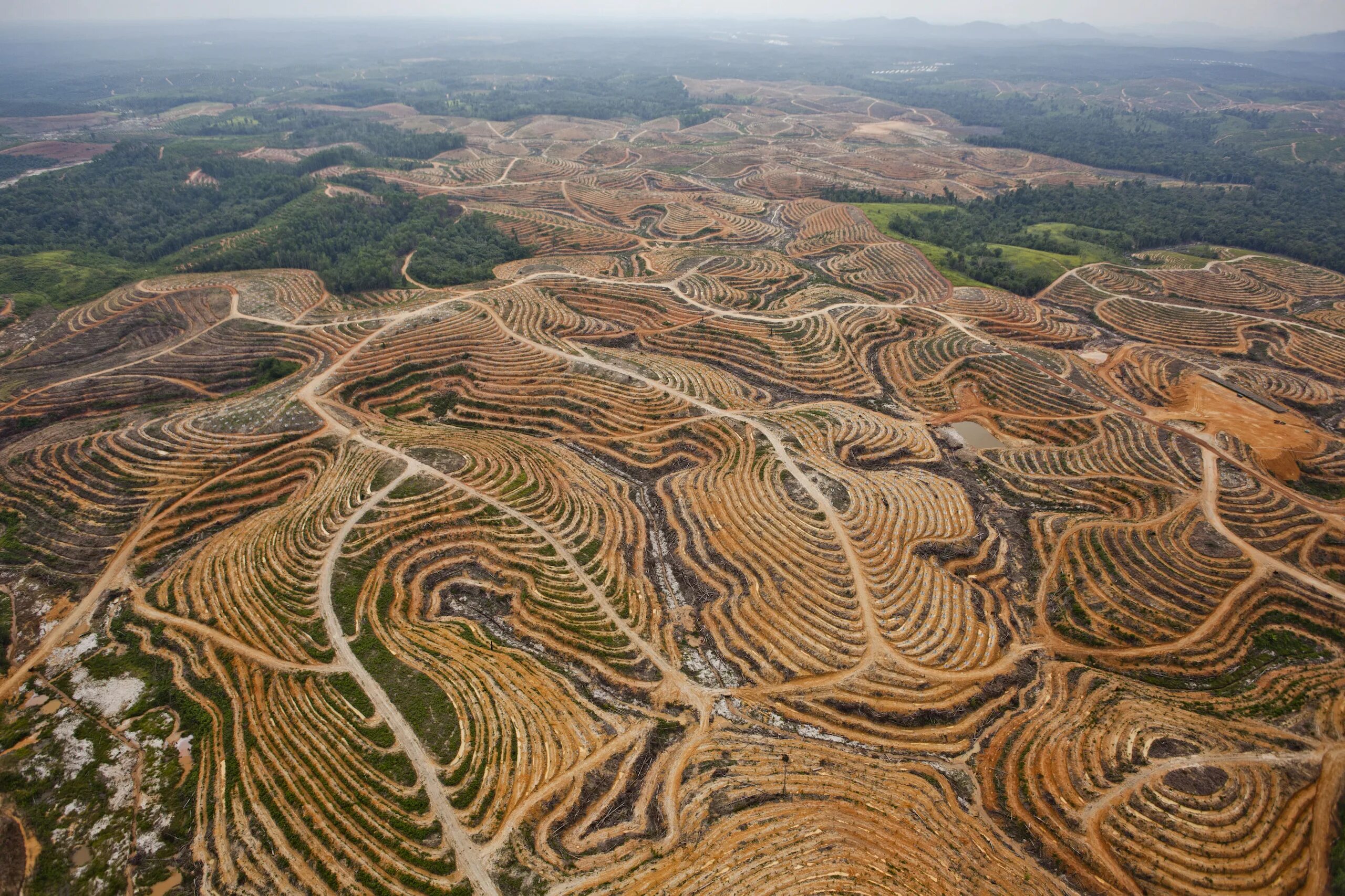 Долина Мехико обезлесение. Вырубка пальмовых лесов в Индонезии. Обезлесение Калимантан. Индонезия обезлесение территории.