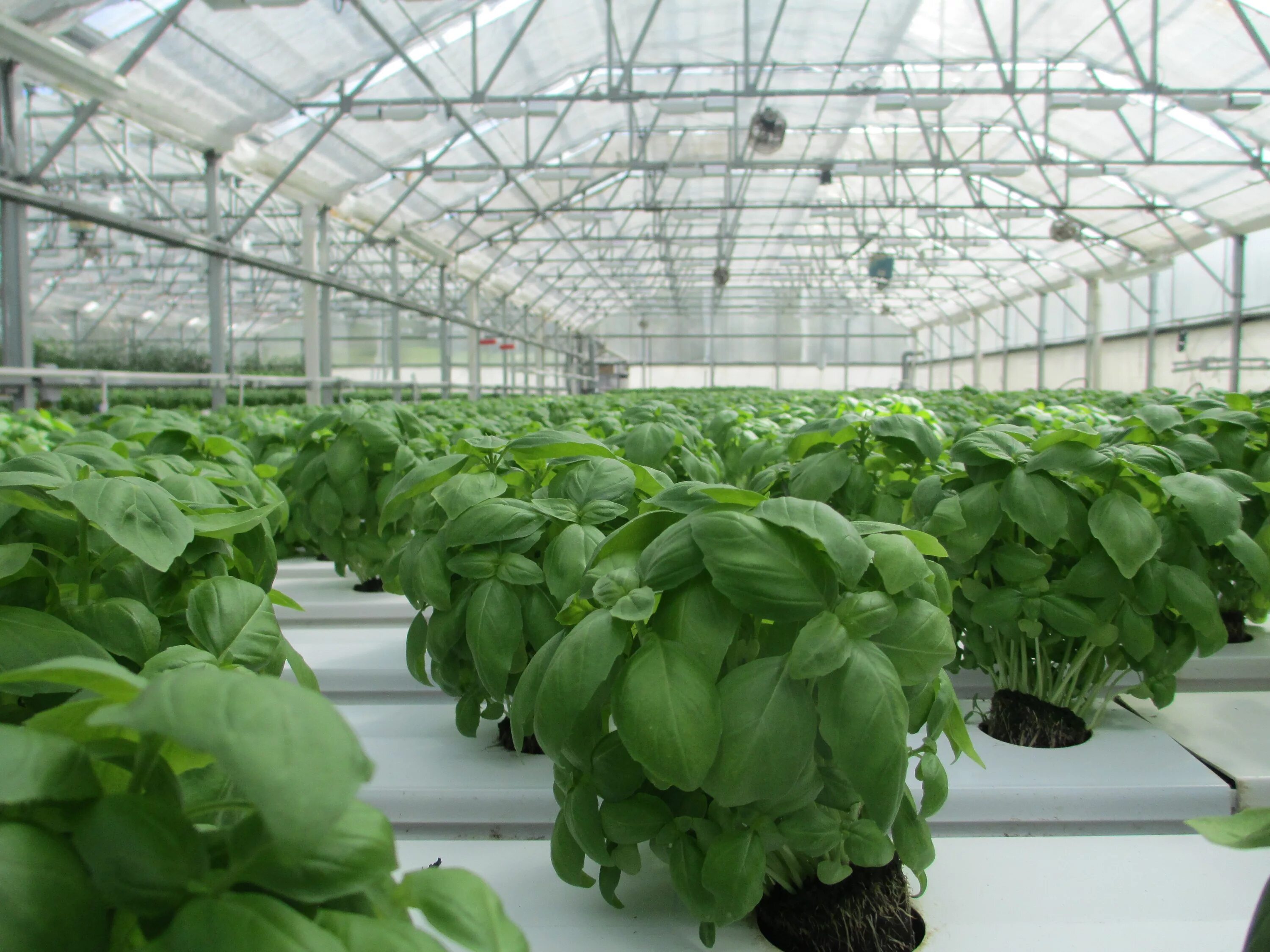 Овощеводство центры. Базилик на гидропонике. Аэропоника оранжерея. Basil grow in Greenhouse. Тепличный комплекс Белореченский.