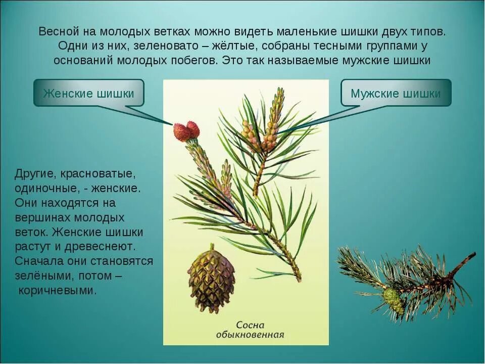 Форма листьев голосеменных. Голосеменные сосна обыкновенная. мужские и женские шишки голосеменных растений. строение хвои голосеменных. строение побега голосеменных.