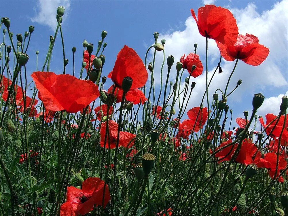 Маковые поля в таджикистане. Ольга базанова красные маки. Маки заставка. Картина куинджи маковое поле. Маковое поле волшебник изумрудного города.