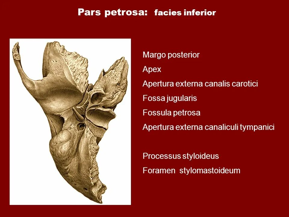 Pars латинский