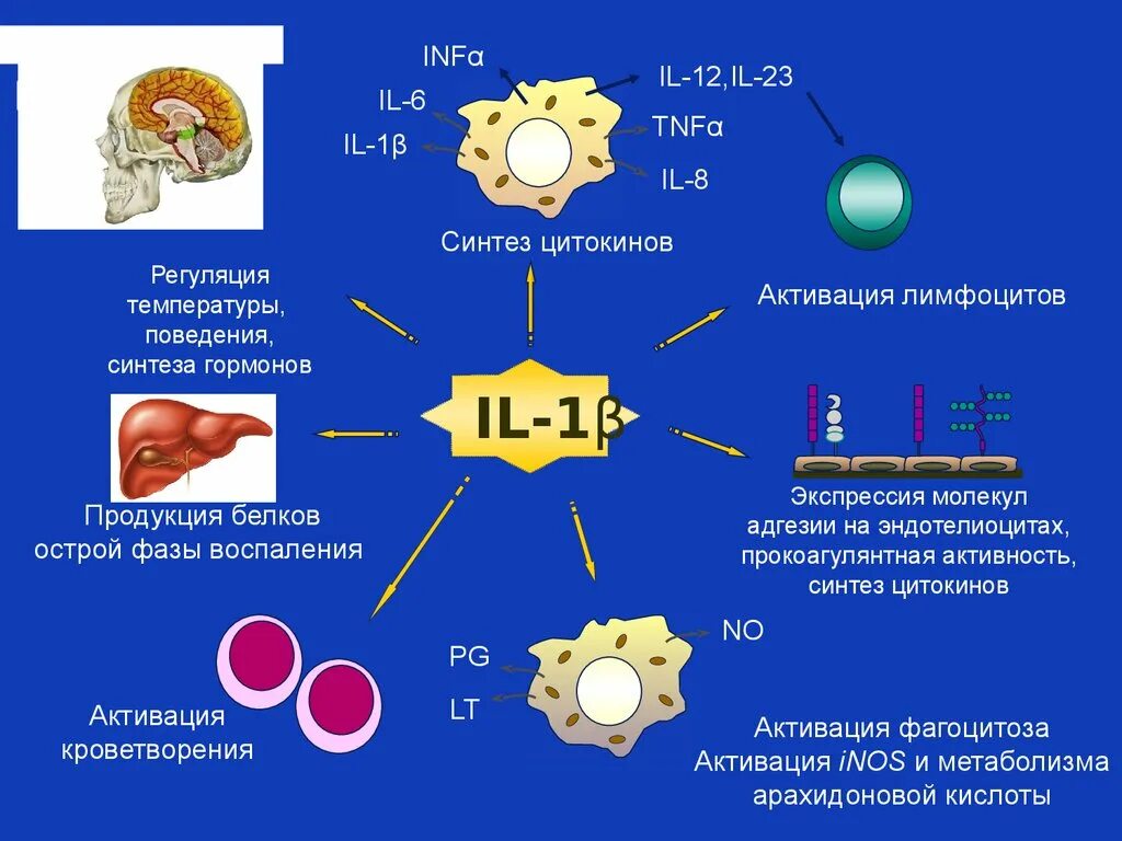 27 синтезы. Интерлейкин 1 механизм. Интерлейкин 1 механизм действия. Механизм действия цитокинов. Клетки - мишени il-1.