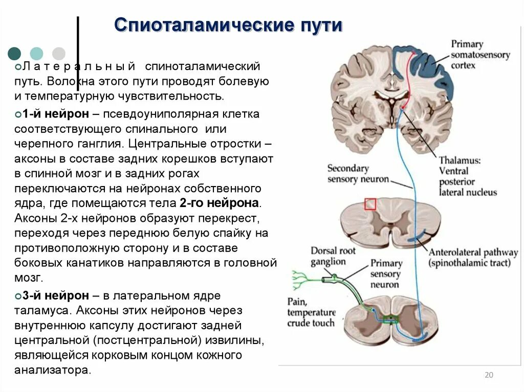 Спинно таламический. Спиноталамический путь Говерса Бехтерева. Спиноталамический путь схема неврология. Передний спинно-таламический путь Нейроны. Схема спинно-таламического пути.