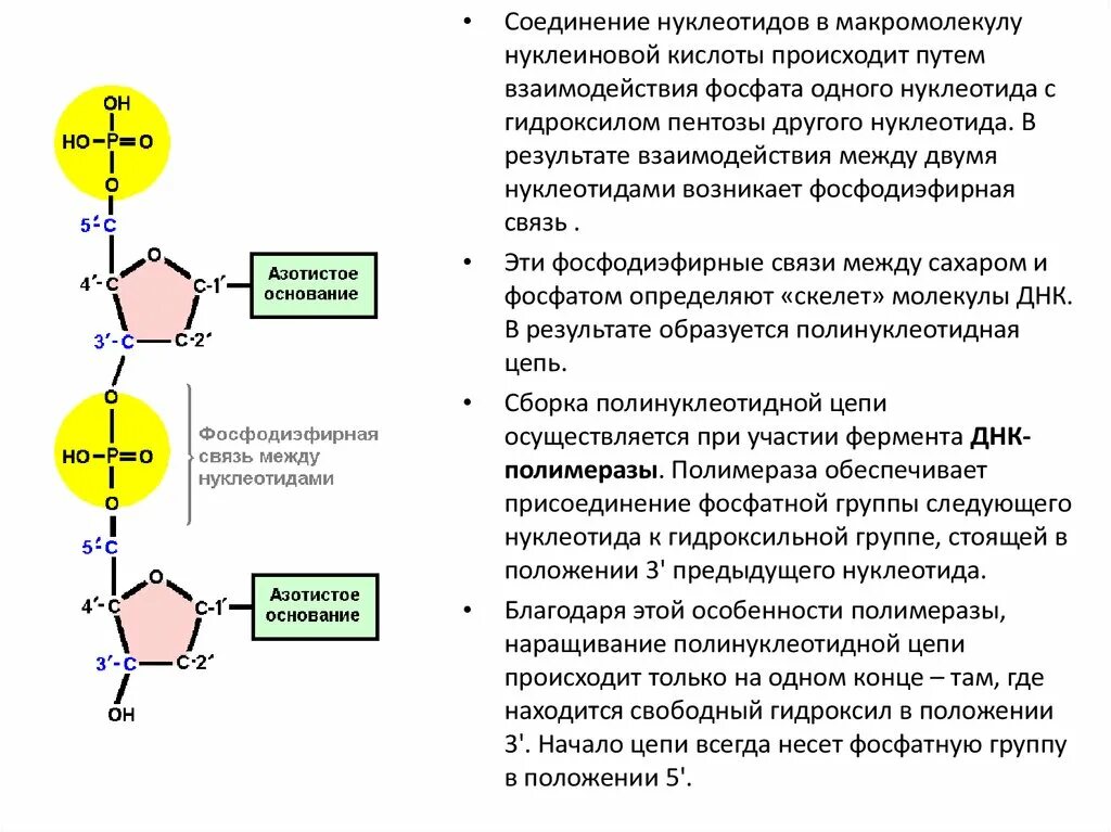 Полинуклеотидная цепь связи. Схема соединения нуклеотидов в полинуклеотидную цепь. Структура полинуклеотидной цепи ДНК. Нуклеотиды соединяются в полинуклеотидную цепочку. Соединение между нуклеотидами.