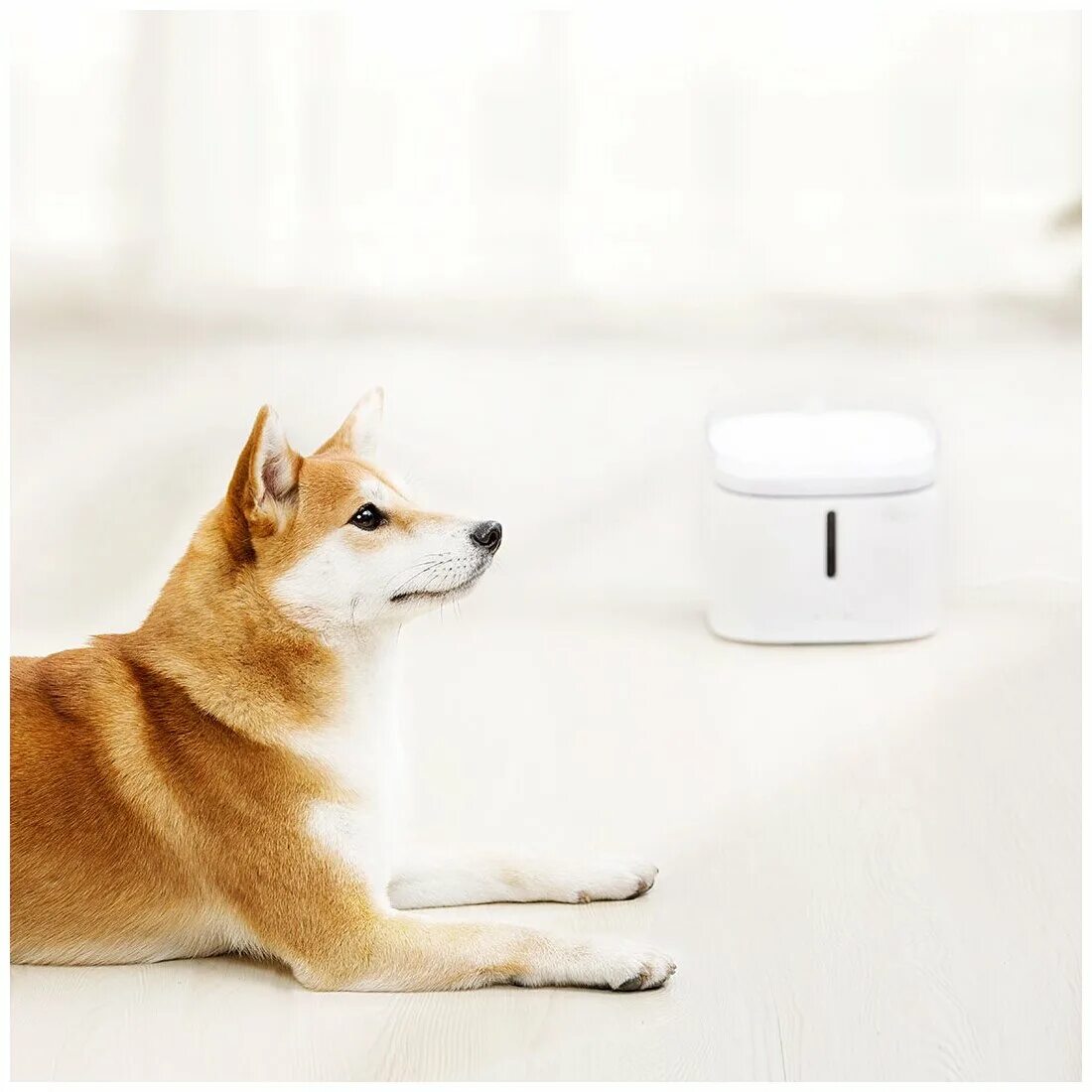 Xiaomi pet fountain. Поилка автоматическая Xiaomi Smart для питомцев. Kitten and Puppy Xiaomi. Xiaomi Pet. Автоматическая поилка для кошек ксиоми.