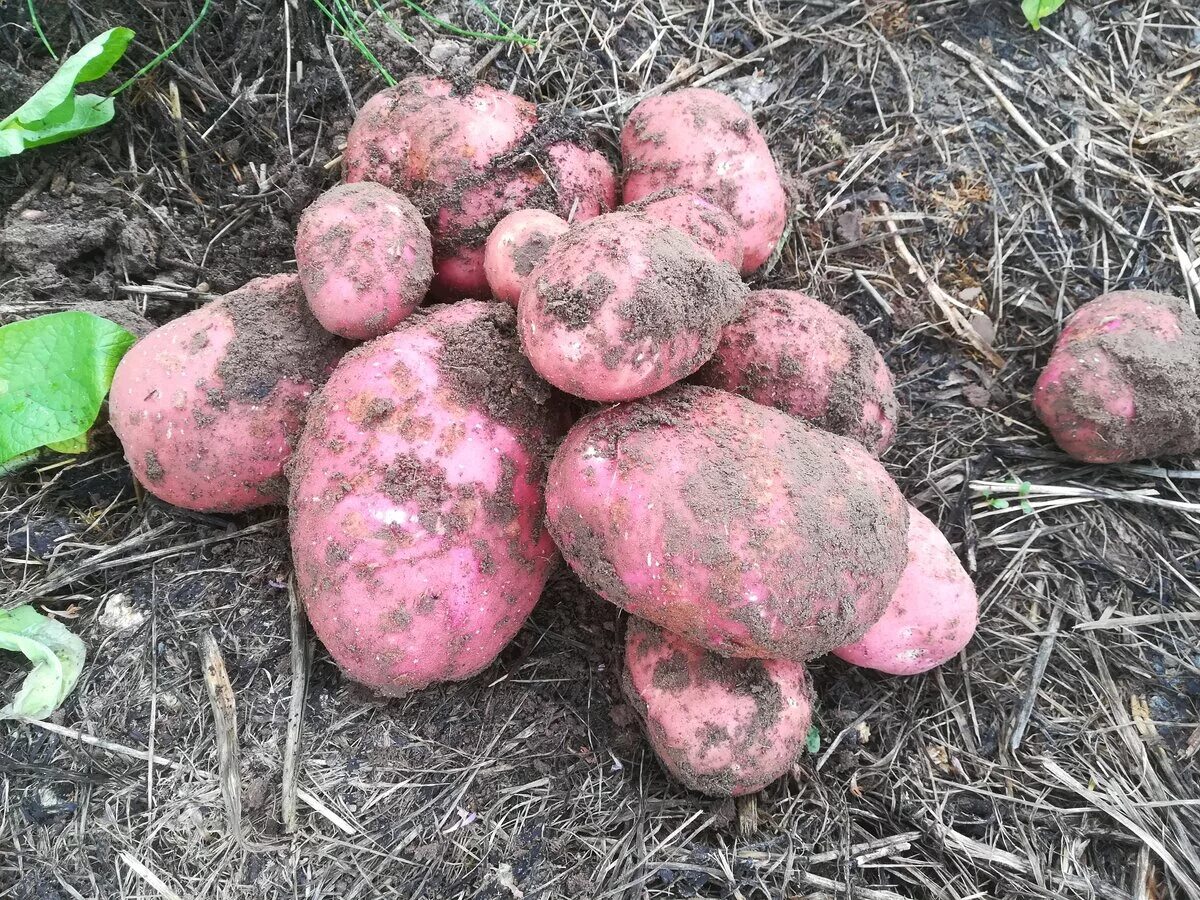 картофель семенной беллароза. картофель семенной калинка элита. картофель беллароза (бела роса, bellarosa). картофель семенной беллароза. кармэн сорт картофель.