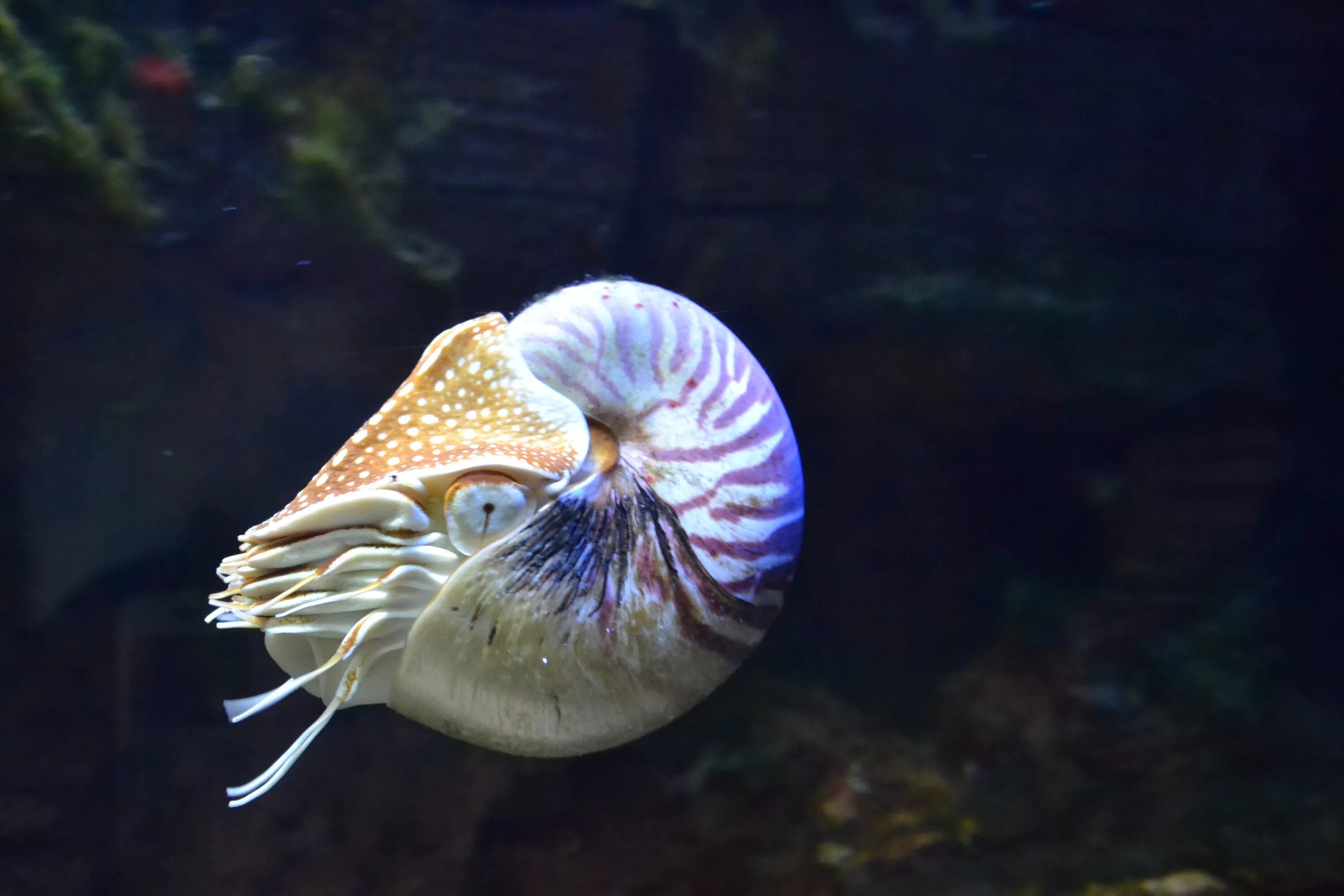 Наутилус Помпилиус моллюск. Головоногие моллюски Наутилус. Наутилус моллюск фото. Наутилус Помпилиус рыба.