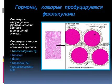 Гормон стимулирующий созревание фолликул