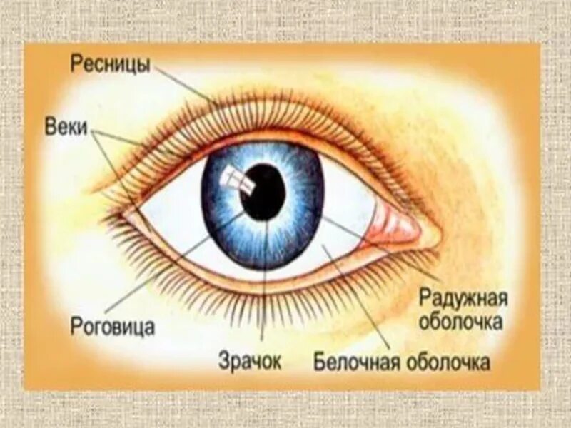 Зрачок в организме человека выполняет функцию. Внешнее строение глаза. Наружное строение глаза. Строение человеческого глаза. Строение глаза для дошкольников.