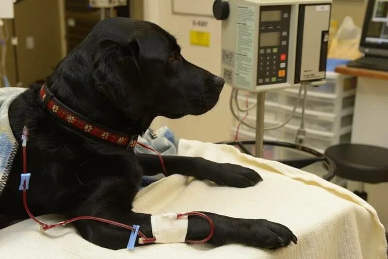 Гемотрансфузия переливание крови собаке. Гемотрансфузия у животных.