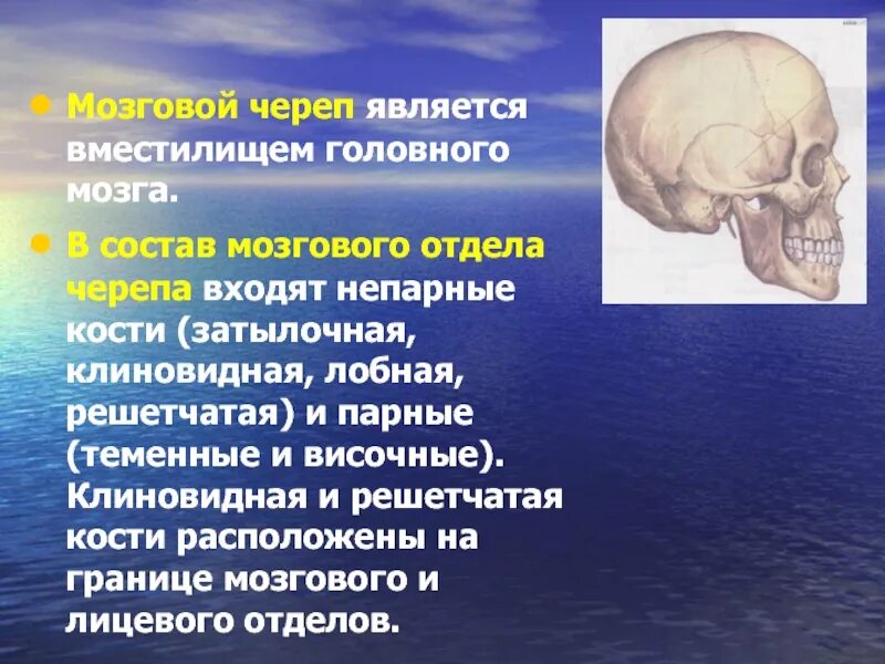 Мозговой отдел черепа. Мозговой череп. Парными костями черепа являются. Граница мозгового и лицевого отделов черепа. Парной костью являются