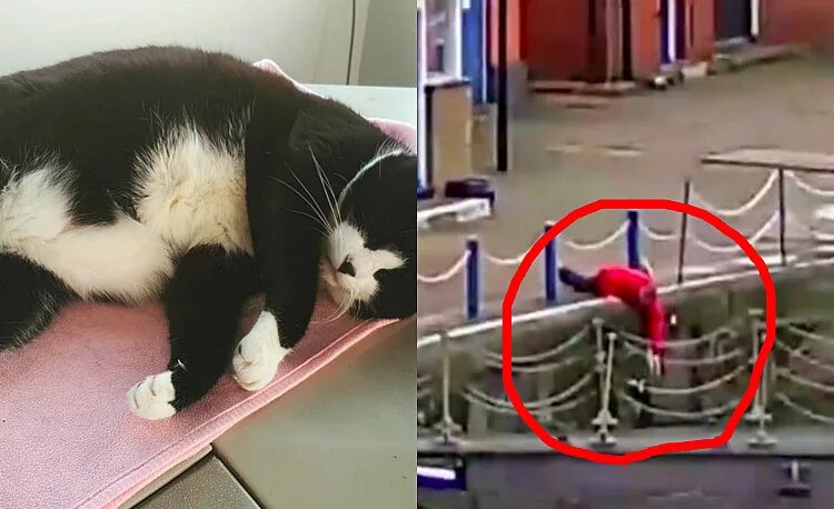 Упавший кот