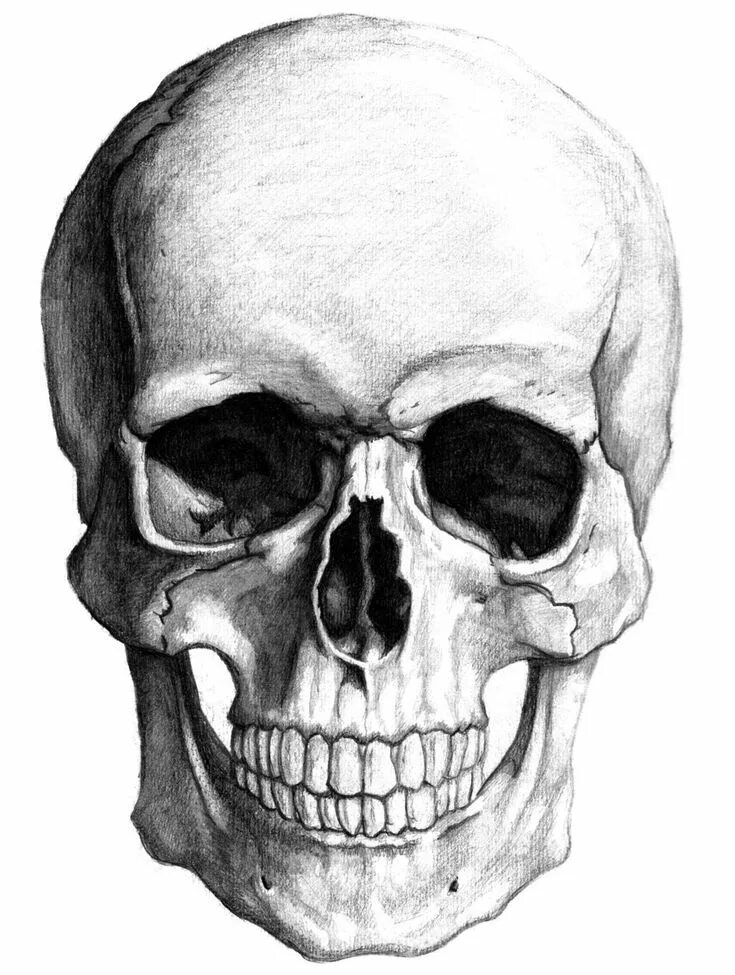 Skeleton face