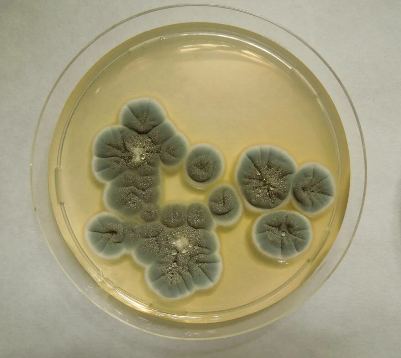 Пеницилл в чашке Петри. Пенициллин (Penicillium). Чашка Петри с плесенью пенициллиум. Плесневые грибы пенициллин. Плесневый гриб пенициллин