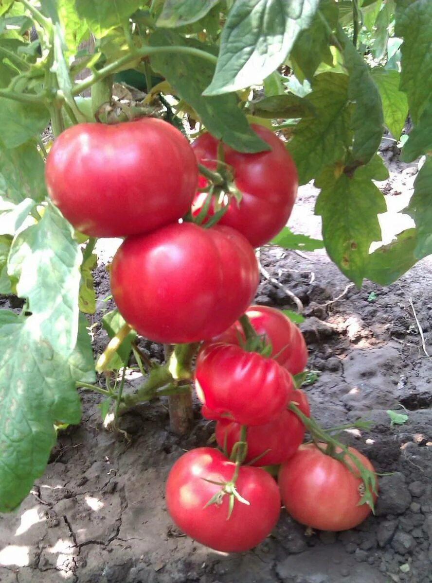 Томат японка семена. Сорт томата японка. Томат трюфель густо-малиновый. Томаты сорта трюфель. Семена помидор японский краб.