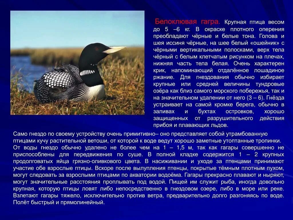 Сообщение о гагарке