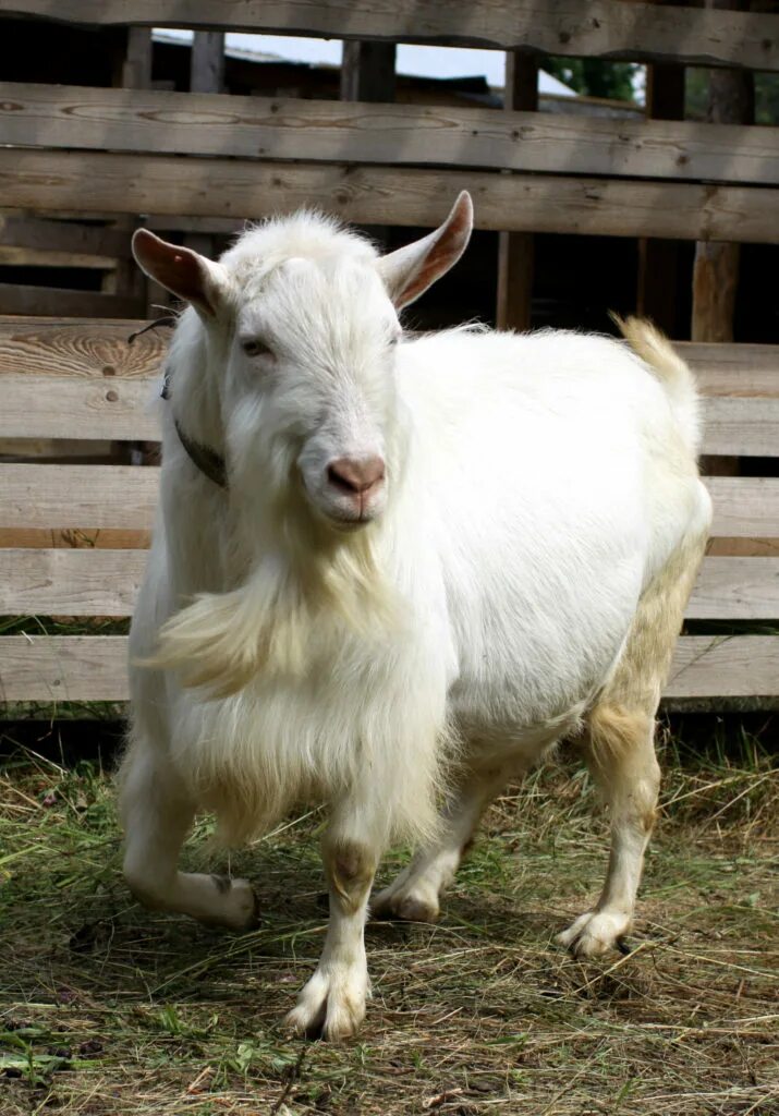 Зааненская коза. Зааненская порода коз. Зааненская коза козел. Зааненская порода Козлов. Породы дойных коз
