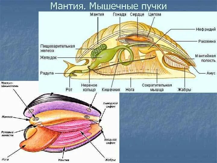 Двустворчатые моллюски мантийная полость. Брюхоногие строение мантийная полость. Строение мантийной полости моллюска. Мантийная полость у двустворчатых моллюсков. Голова брюхоногих