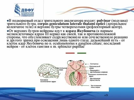 Зрительные ядра
