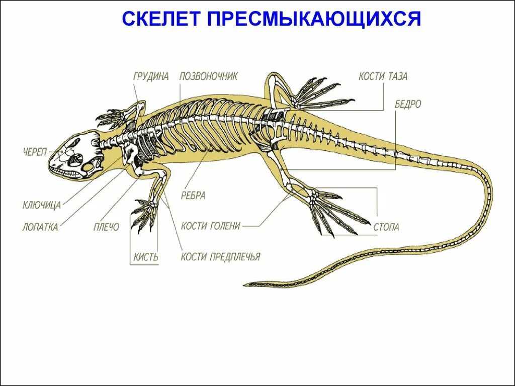 Какое развитие у ящерицы. Опорная система пресмыкающиеся. Скелет пресмыкающихся отделы позвоночника. Опорно двигательная система пресмыкающихся ящерицы. Опорно двигательная система рептилий 7 класс.