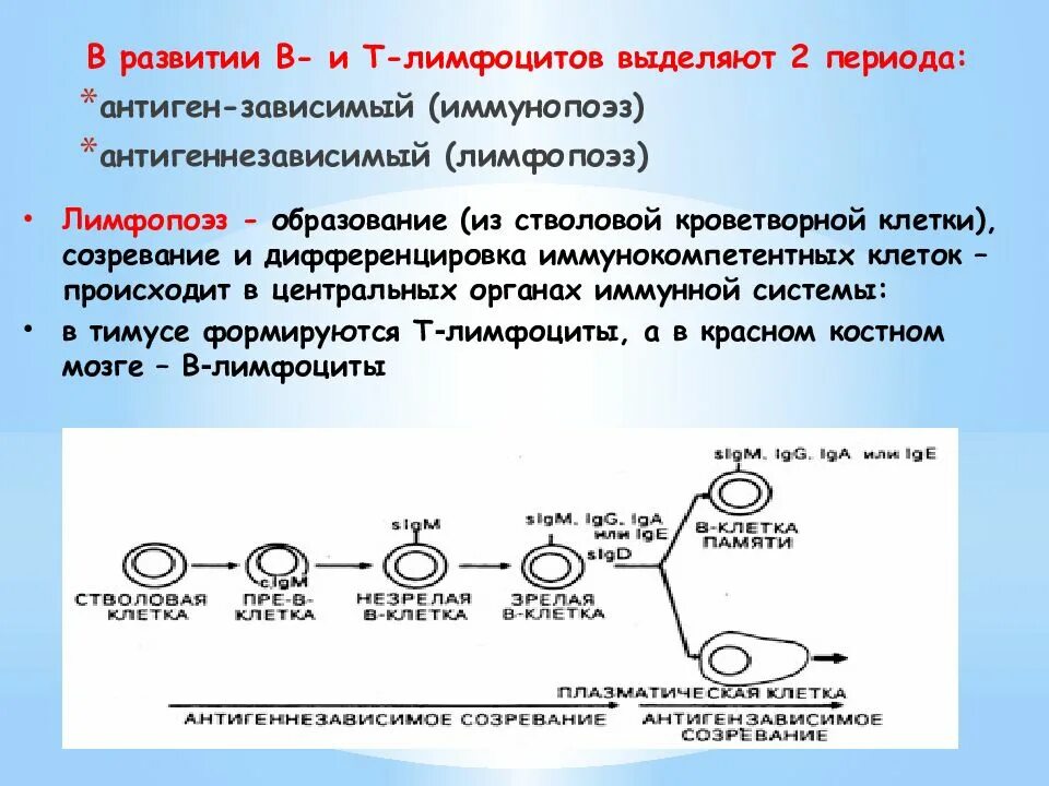 Созревание иммунных клеток. Созревание лимфоцитов происходит иммунной системы. Стадии развития лимфоцитов. Иммунопоэз т лимфоцитов. Этапы дифференцировки в лимфоцитов.